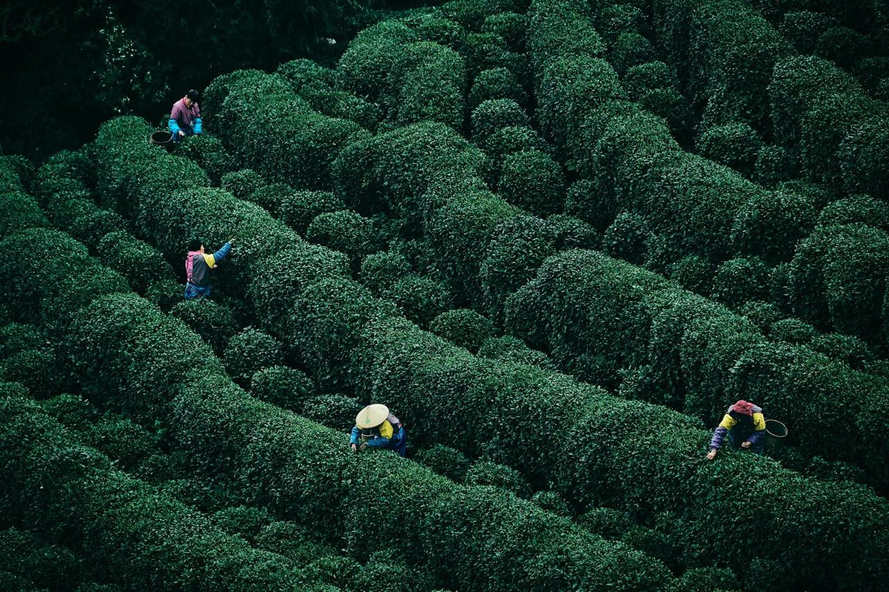 Фон чайной церемонии